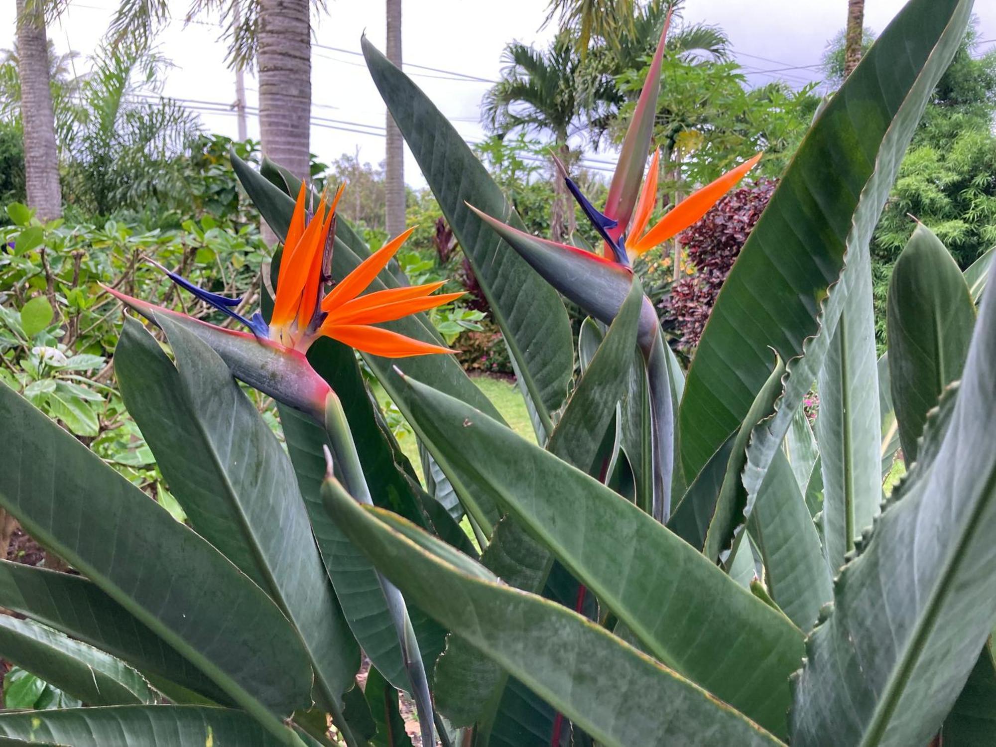 Comfort Nest Pahoa Exterior foto